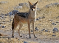  chacal a chabraque 
 etosha 
 namibie 